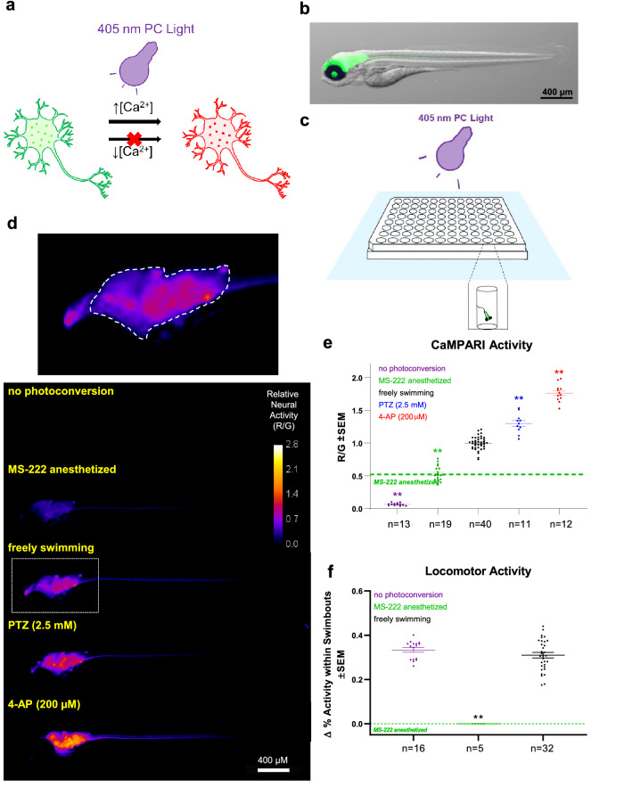 High-throughput quantification of neural activity in freely-swimming zebrafish larvae. (a) CaMPARI photoconverts from green to red fluorescing versions in the neuron only in the presence of both high intracellular calcium concentrations and a bright 405 nm light source. (b) Lateral view of green fluorescing CaMPARI merged with brightfield image shows exclusive expression in the CNS due to a pan-neural promoter (elavl3). (c) Larvae were transferred to 48 wells in the centre of a 96-well plate to ensure that the 405 nm LED Flood Array covers all larvae entirely. To minimize overheating, the plate was floating in a waterbath at 10 cm distant to the LED while CaMPARI was photoconverted (PC) by the LED Flood Array. (d) Lateral view of zebrafish with exemplar “CaMPARI Activity” heat maps. Heat maps show ratio of red/green (R/G) fluorescent output as indicated by the calibration bar and can be interpreted as relative neural activity. CNS regions with higher levels of neural activity translate to “hotter” pixels. Images were acquired using an automated INCell 2000 high-content microscope and reveal a reduction in neural activity when the larvae were anesthetized with MS-222 or an increase with convulsants, PTZ and 4-AP. Top, Enlarged lateral view from freely swimming larvae illustrating the optic tectum and hindbrain areas (dashed line) from which the R/G ratio was obtained. (e) Neural activity, inferred from the mean R/G ratio in optic tectum and hindbrain. CaMPARI activity is reduced to baseline in MS222-anaesthetized fish and photoconversion is undetectable when CaMPARI photoconverting light is omitted. Dashed green line represents mean for MS-222-anesthetized samples, which show a clear reduction in signal compared to freely swimming larvae and provides a baseline “near-zero” activity level for reference in subsequent experiments. Drivers of neural activity, PTZ and 4-AP induce a significant increase in CaMPARI activity. (f) Locomotor activity was measured using behavioural tracking software. PC light from the day prior at 4 days post-fertilization (dpf) did not affect locomotion at 5 dpf. MS-222 treatment abolished any swimbouts. Biological replicates are individual larvae = n. **Significantly different from freely swimming samples, p < 0.01.