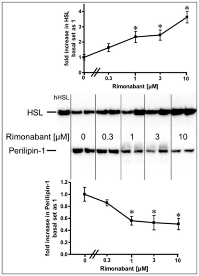 Stimulation of the translocation of hormone-sensitive lipase (HSL) and perilipin-1 by Rimonabant during adipocyte lipolysis. Primary rat adipocytes were incubated (20 min, 37 °C) in the absence or presence of increasing concentrations of Rimonabant. Subsequently, LD were prepared from the homogenate of the washed adipocytes by centrifugation through a sucrose cushion (see Materials and Methods). The top fractions were extracted for removal of lipids. Proteins were then separated by sodium dodecylsulfate polyacrylamide gel electrophoresis (SDS-PAGE) and analyzed for HSL and perilipin-1 by immunoblotting. The images of a typical experiment with electrophoretic runs in duplicate and repeated two times are shown with similar results. hHSL, recombinant human HSL was run in parallel as marker. The quantitative evaluation of the three experiments is shown (mean ± SD). * p ≤ 0.05 vs. absence of Rimonabant.