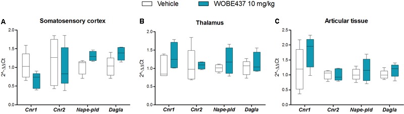 Changes in total RNA levels of EC components after the CFA-induced monoarthritis model and 3 days treatment with WOBE437 10 mg/kg, i.p., in BALB/c mice. Total RNA levels of cannabinoid CB1 receptor (Cnr1), cannabinoid CB2 receptor (Cnr2) N-acylphosphatidylethanolamine specific phospholipase D (Nape-pld) and diacylglycerol lipase (Dagla) did not show any significant changes in (A) somatosensory cortex, (B) thalamus, or (C) articular tissue. Beta-actin was used as housekeeping gene. mRNA levels were determined by RT-PCR. All data show median, percentile 75, percentile 25, min. and max. of at least 6 to 15 mice. Groups were compared using Kruskal–Wallis test followed by Mann–Whitney test. ∗p < 0.05 vs. ipsilateral/vehicle.