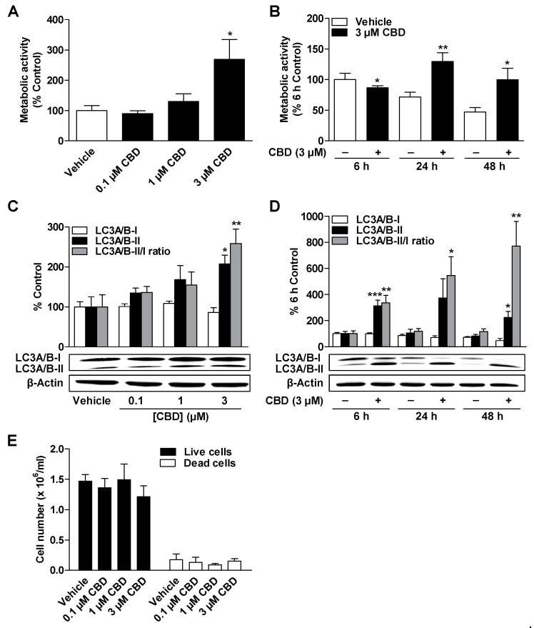 Concentration- and time-dependent effect of CBD on metabolic activity, autophagy, and cell count of ADMSCs. The cells were incubated with the indicated concentration of CBD or vehicle for 24 h (A,C,E) or with 3 µM CBD or vehicle for the specified times (B,D). After incubation, the cells were analyzed for their metabolic activity by WST-1 assay (A,B), for their LC3A/B-I/II protein expression by Western blot analysis (C,D), and for their cell count (E) by trypan blue staining. The protein expression values were normalized to β-actin. The percentage control represents a comparison with the time-matched vehicle-treated cells (A,C) or the cells treated with vehicle for 6 h (B,D). The data represent mean values ± SEM of n = 6–8 (A), n = 5 (C), n = 7 (B,D), or n = 3 (E) different donors. * p < 0.05, ** p < 0.01, *** p < 0.001 vs. time-matched vehicle; one-way ANOVA with Dunnett’s post hoc test (A,C) or Student´s t test (B,D).