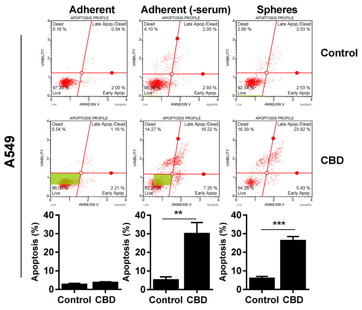 CBD induces cell death. Adherent cells in the presence and absence of serum or spheres were incubated with 10 µM CBD for 24 h. Cells were stained with Annexin V/7-AAD and analyzed on the MUSE Cell Analyzer. The Annexin-positive cells represent apoptotic cells (early + late apoptosis). Results are shown as mean ± SD of three independent experiments. * p < 0.05; ** p < 0.01; *** p < 0.001 compared to control cells as determined by t test.