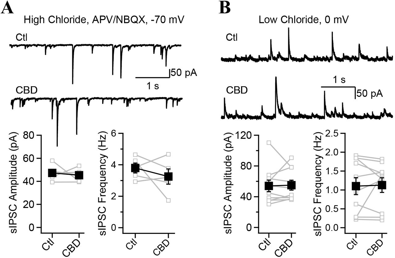 Cannabidiol does not affect spontaneous IPSCs recorded in CA1-PYRsA, Spontaneous IPSCs recorded in voltage-clamp at –70 mV with a high chloride internal solution and in presence of NBQX and APV to isolate large inward inhibitory currents. Summary graphs show that CBD had no effect on the amplitude or the frequency of sIPSCs. B, Spontaneous IPSCs recorded with a low chloride intracellular from a CA1-PYR voltage-clamped at 0 mV before and after the application of CBD. The amplitude and the frequency of sIPSCs were unaffected by CBD. Data points show mean ± SEM.