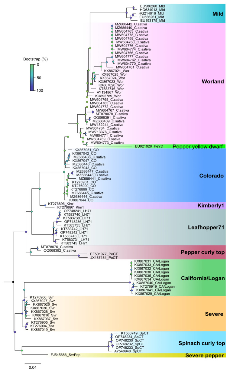 Phylogenetic analysis of partial coat protein sequences of beet curly top virus (BCTV) obtained from hemp samples and other BCTV sequences representing the 11 strains available in GenBank. Multiple sequence alignments were performed using MAFFT v7.505, and the poorly aligned regions were trimmed using TrimAI v1.2.59. The phylogenetic tree was constructed using the maximum likelihood method implemented in the RAxML v8.2.12 with a GTR+G+I model for nucleotide substitution through the CIPRES Science Gateway Environment. BCTV strains, California/Logan; Colorado; Kimberly 1; Mild; Leafhopper 71; Pepper curly top; Pepper yellow dwarf; Severe; Severe pepper; Spinach curly top; Worland.