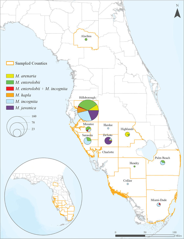 Florida's map showing the 12 counties sampled, distribution, and prevalence of each Meloidogyne species identified in this study. Out of 304 samples collected, 247 were positive for root-knot nematodes. Counties sampled and number of samples positive for Meloidogyne spp. were Alachua (2), Collier (1), DeSoto (20), Hardee (1), Hendry (1), Highlands (8), Hillsborough (171), Manatee (10), Miami-Dade (5), Palm Beach (8), and Sarasota (20). No root-knot nematodes were found in the samples collected in Charlotte County. Map was made using ArcGIS Prop software (Esri, Redlands, CA).