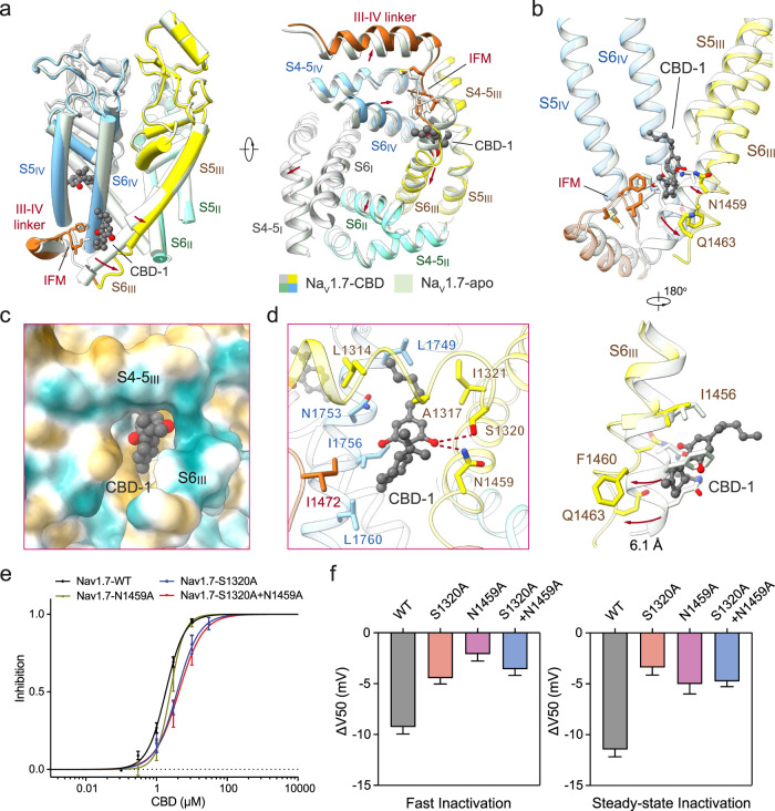 Conformational changes of Nav1.7 upon CBD binding to the I-site.a CBD binding to the I-site induces pronounced conformational shift of the PD. A side view (left) and a bottom view (right) of the superimposed PD of CBD-bound (domain colored) and apo (pale green, PDB: 7W9K) Nav1.7 are shown. CBD molecules are shown as grey spheres. The IFM motifs are shown as sticks, and the conformational changes are indicated with red arrows. b Rearrangement of the IFM binding site and surrounding elements upon CBD binding. Displacement of the corresponding residues upon CBD binding is indicated by red arrows. An enlarged view of the conformational shift of S6III is shown at the bottom. c CBD binds to a hydrophobic pocket in the I-site. The surrounding environment is shown as the hydrophobic surface, calculated in ChimeraX65. d CBD coordination in the I-site. Surrounding residues are shown as sticks. Potential hydrogen bonds are shown as red dashed lines. e Mutations at the I-site modify CBD inhibition. Two single point mutations S1320A and N1459A and a double mutation S1320A/N1459A reduced the sensitivity of Nav1.7 to CBD, with the IC50 shifted from 1.82 ± 0.10 μM to 3.81 ± 0.42 μM, 2.46 ± 0.28 μM, and 4.28 ± 0.67 μM, respectively. Nav1.7-WT, n = 1, 5, 12, 8, 7. Nav1.7-S1320A, n = 3, 5, 5, 2. Nav1.7-N1459A, n = 3, 9, 7, 5. Nav1.7-S1320A + N1459A, n = 7, 7, 4. f Mutations at I-site residues modify shifts in fast (50-ms prepulses) and steady-state inactivation (5-s prepulses) induced by 1 μM CBD. The ΔV50 values for fast inactivation: −9.26 ± 0.69 mV (WT), −4.46 ± 0.57 mV (S1320A), −2.09 ± 0.69 mV (N1459A), and −3.58 ± 0.61 mV (S1320A + N1459A); for steady-state inactivation: −11.46 ± 0.72 mV (WT), −3.39 ± 0.75 mV (S1320A), −5.02 ± 0.98 mV (N1459A) and −4.76 ± 0.52 mV (S1320A + N1459A). Data represent mean ± SEM. n biological independent cells.