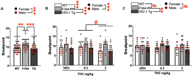 Acute THC reduced breakpoint in the Progressive Ratio Breakpoint Test (PRBT) while chronic exposure to THC did not have any effects irrespective of group or sex. Breakpoints in WT, F344 (controls), and HIV-1 transgenic (tg) rats at (A) Baseline, B post acute exposure to THC and, C post chronic exposure to THC relative to vehicle (VEH). A F344 rats had higher breakpoints relative to WT and tg animals irrespective of sex. B THC (3 mg/kg) reduced breakpoints relative to low dose (0.3 mg/kg). C Chronic THC exposure had no effects irrespective of group or sex. Bar plots represent group means, and individual points are shown ± S.E.M. Black data points represent female subjects while red points represent males. Significant main effects are indicated by **p < 0.01, or ***p < 0.001 and trending effects are indicated by #p < 0.1