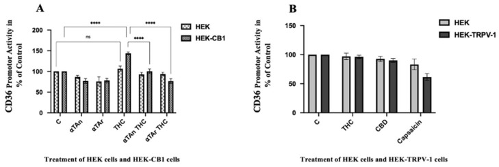 Quantification of CD36 Promoter Activities via CB1 and TRPV-1 in HEK293 cells. HEK293 and HEK-CB1 cells were transfected with reporter plasmids one day before treatment. HEK293 and HEK-CB1 cells were treated with THC (6 μM), αTAn, and αTAr (50 μM) as indicated for 24 h. Dual luciferase assays were measured using a microtiter plate reader (Clariostar, BMG Labtech). (A) Significant induction of CD36 promoter activities was observed in HEK-CB1 with THC, which was prevented by co-treatment with αTAn and αTAr. (B) Neither THC nor CBD had regulatory effects in HEK-TRPV-1 cells, but control capsaicin (6 μM) was inhibitory. (mean ± SEM, n = 6 for THC, αTAr, aTAn **** p < 0.0001 relative to untreated control set to 100%; ns: non-significant).
