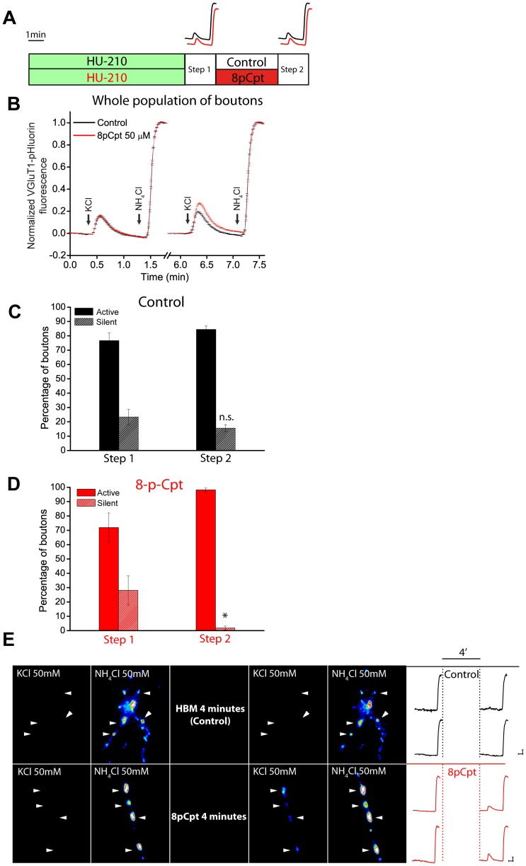 Epac protein activation accelerates awakening of HU-210-induced silent synaptic boutons.A) scheme showing the cell treatment. Cerebellar granule cells were exposed to HU-210 (5 µM, 10 min), and stimulated with KCl (50 mM, 10 sec) followed by perfusion of NH4Cl (50 mM) (step 1) and silent and active synaptic boutons were determined. Then, cells were treated with the Epac activator 8p-Cpt (50 µM, 4 min; red traces), or with HBM (control; black traces) during the inter-step period, and silent and active synaptic boutons were again quantified (step 2). B) Average responses of the whole population of synaptic boutons are shown for each treatment. Diagrams showing the percentages of silent and awakened synaptic boutons observed after the second pulse in control (C) and in 8-pCpt treated cells (D). E) representative fluorescence images of synaptic boutons responding to two stimulations with 50 mM KCl (10 sec) followed by NH4Cl (50 mM) perfusion in control (HBM) and after 8p-CPT (50 µM, 4 min). Arrow heads indicate individual synaptic boutons. Two examples of individual responses in control (upper traces, black) and another two responses in 8p-CPT (lower traces, red) are also shown. Number of synaptic boutons analyzed (total / silent and active synaptic boutons, n, coverslip number). In control: 358/66 and 292, n = 7. In 8pCpt: 552/139 and 413, n = 9. **p<0.05, when compared to the corresponding control value, Student's t-test.