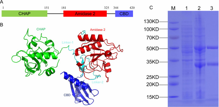 Linear domain map and 3D protein structure of Lys1459 with connected CHAP, Amidase-2, and CBD domains. SDS-PAGE gel shows successful prokaryotic expression and purification with distinct protein band in purified lane.