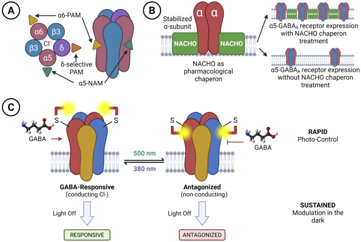 Diagram illustrating three panels: A, B, and C. Panel A shows GABA receptor subunits with selective positive allosteric modulators (PAMs) and negative allosteric modulators (NAMs). Panel B depicts NACHO chaperone function stabilizing α-subunits, leading to altered GABA\(_A\) receptor expression. Panel C illustrates rapid photo-control of GABA receptors, switching between responsive and antagonized states under different light conditions (500 nm and 380 nm). Each panel highlights different molecular interactions and receptor modulations.