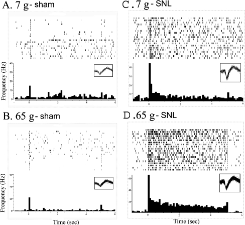 Spontaneous and innocuous (7 g) or noxious (65 g) mechanically evoked VPL neuronal activity in (A and B) sham-operated and (C and D) SNL rats prior to pharmacological intervention, presented as a raster plot and PSTH from the same neuron. An innocuous (7 g) or noxious (65 g) mechanical stimulus was applied to the hindpaw receptive field for 5 s, repeated 20 times at 15-s intervals over a 5-min period, and the activity of VPL neurons on the side contralateral to SNL or sham surgery was recorded. Mechanical stimulus trains were applied every 15 min and alternated between application of an innocuous (7 g) and a noxious (65 g) mechanical stimulus. Raster lines represent responses to 20 individual mechanical stimuli and the PSTH is an average response to those stimuli from a single neuron.
