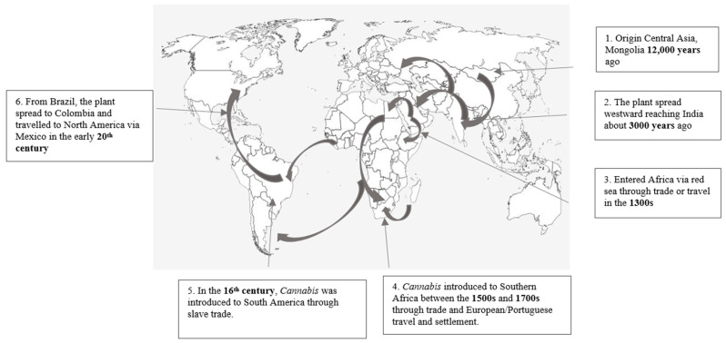 The brief history and movement of Cannabis (illustration adapted from [4,10,12]).