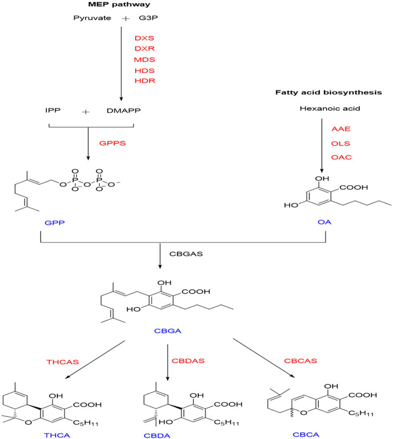 Synthetic pathway of cannabinoids. Intermediates and final products are shown in blue. Enzyme names are shown in red. Fatty acid pathway—AAE, Acyl activating enzyme; OAC, Olivetolic acid cyclase; and OLS, Olivetol synthase. Methylerythritol phosphate (MEP) pathway—DXS, 1-deoxy-d-xylulose 5 phosphate DXP synthase; DXR, DXP reductase; MDS, 2-C-methyl-pyrophosphate synthase; HDS, (E)-4-Hydroxy-3-methyl-but-2-enyIpyrophosphate (HMB-PP) synthase; HDR, HMB-PP reductase; and GPPS: Geranyl diphosphate synthase. Intermediates and final products—GPP, Geranyl diphosphate; OA, Olivetolic acid; CBGA, Cannabigerolic acid; THCA, Δ9-Tetrahydrocannabinolic acid A; CBDA, Cannabidiolic acid; and CBCA, Cannabichromenic acid.