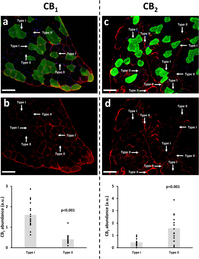 Representative muscle cryosections (m. Vastus Lateralis) stained for MyHC I (type I fibers; green), Hoechst (nuclei; blue), CB1 (Red, panel a,b) or CB2 (Red, panel c,d). CB1 and CB2 expression was quantified in a fiber type-specific way (type I vs. type II fibers), in 16 muscle cryosections. Scale bar: 50 µm.
