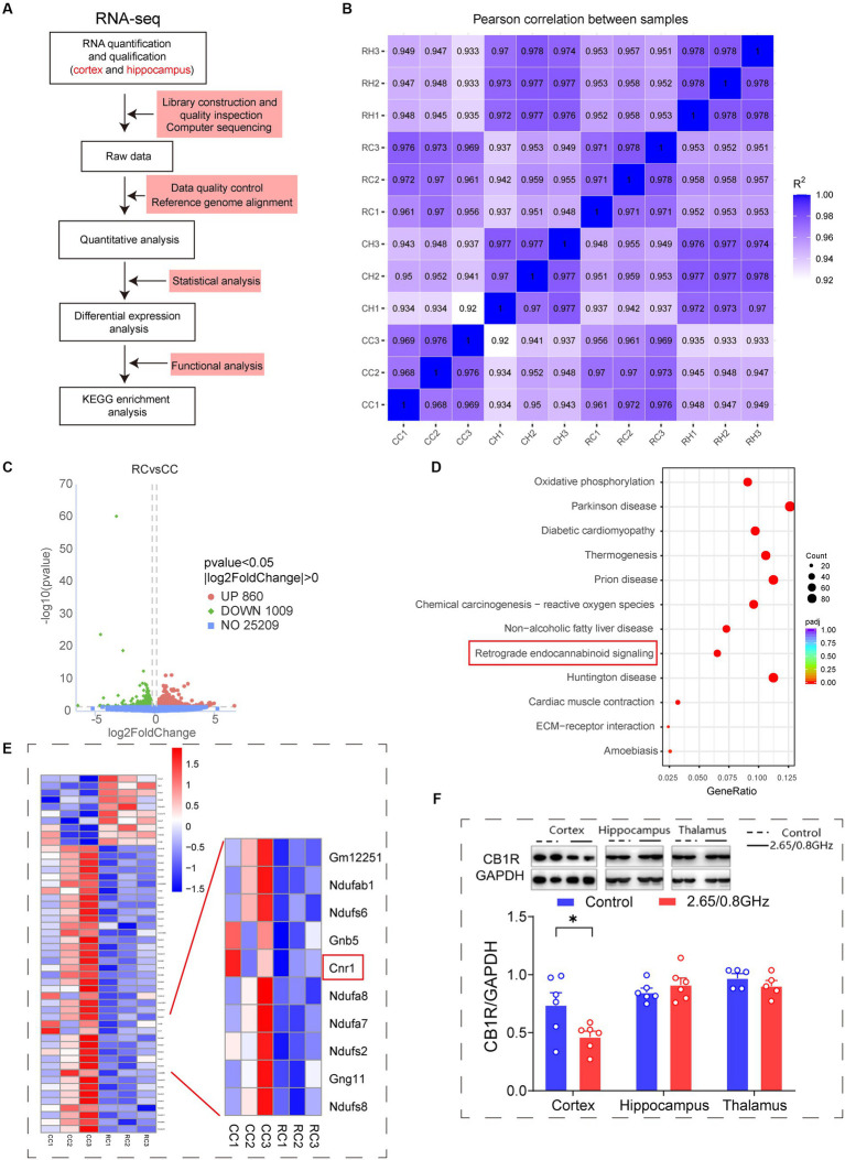 Impact of dual-frequency (2.65/0.8 GHz) EMR on Cnr1 expression and CB1R protein levels in mouse brain cortex. (A) Workflow of transcriptome sequencing. (B) Sample correlation in mice cortical and hippocampal tissue. CC: Control+ cortex; CH: Control+ hippocampus; RC: Radiation+ cortex; RH: Radiation+ hippocampus. (C) Volcano plots illustrate the number of DEGs between the dual-frequency EMR group and the control group in the brain cortex (p < 0.05, n = 3 per group). (D) KEGG analysis of DEGs between the dual-frequency EMR group and the control group in the brain cortex. All signaling paths are listed, and with a focus on retrograde endocannabinoid signaling, w closely involved in mood regulation (p < 0.05, n = 3 per group). (E) Heat map displaying DEGs in retrograde endocannabinoid signaling. Several down-regulated genes are listed in the right panel, with a specific focus on the Cnr1, which encodes CB1R (p < 0.05, n = 3 per group). (F) Representative western blot and statistical analysis of CB1R/GAPDH in the brain cortex, hippocampus, and thalamus (n = 5–6 per group). Data are expressed as means ± SEM, *p < 0.05, unpaired t-test.