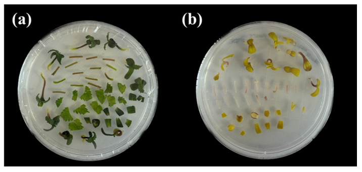 Explants that were transferred to MS medium after co-cultivation. (a) 16 h/8 h (light/dark) condition; (b) dark condition.