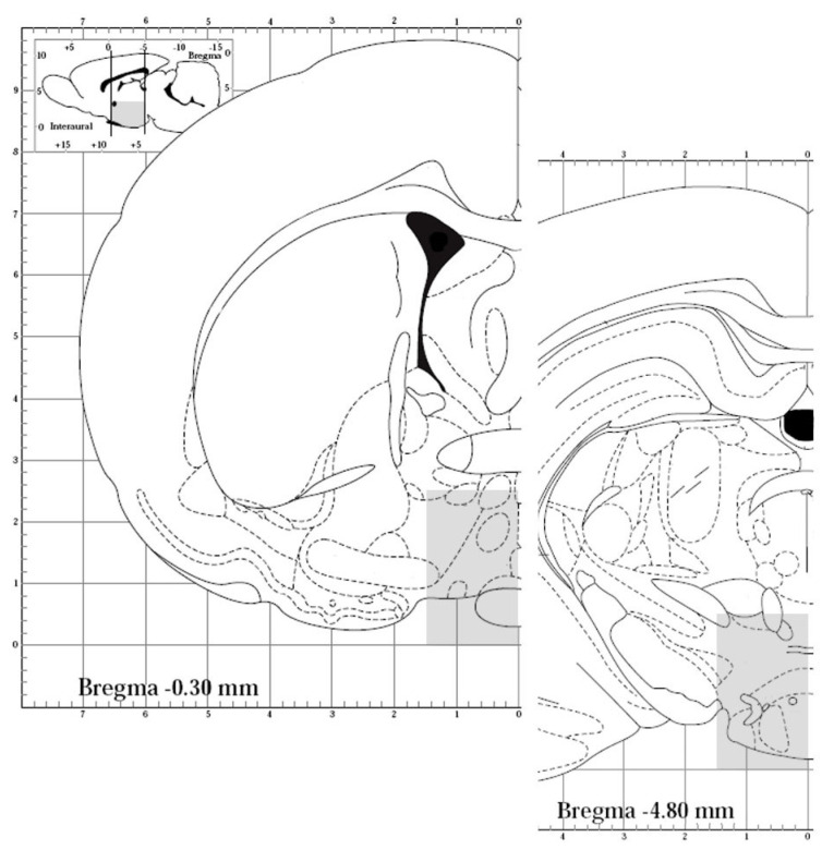 Representative drawing of the POA-Hyp (preoptic-hypothalamic) area dissected for biochemical studies. The dissecting planes were made between the anterior border of the optic chiasm and the posterior border of the mammillary bodies (aprox. Bregma −0.50 to −5.00); 1.5 mm lateral to the midline and 3.5 mm dorsal to the ventral base. The area is represented by the gray shaded areas in a representative section of the rostral and of the caudal levels (adopted from http://labs.gaidi.ca/rat-brain-atlas, accessed on 1 September 2022).