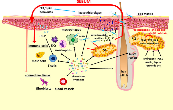 The concept of “sebaceous immunobiology”. Sebum production and composition is regulated by intrinsic (i.e. activators of PPAR and RXR nuclear receptors such as prostaglandins, linoleic acid and endocannabinoids) and extrinsic (i.e. androgens, IGF1, insulin, leptin and retinoic acid) factors. Although the primary role of the lipid rich sebum is to lubricate the hair and to contribute to the lipid barrier of the skin, the composing lipids may penetrate also into the dermis (marked with red arrows). Therefore, they may modulate the functions of keratinocytes, immune cells and presumably of stromal cells by altering their gene and protein expression. Importantly, sebocytes are also able not only to respond to but also to produce a large number of cytokines and chemokines which may be important in maintaining the physiological dermal immune milieu such as the Th17 signature of the sebaceous gland rich skin or hair growth. Regarding its interactions with the microbiota, sebum lipids exert antimicrobial effects, may modulate the macrophage – P. acnes interaction, but are also converted by various microbes into lipids with inflammatory properties, which could have a role not just in the pathogenesis of acne but also in other diseases. These altogether support that a change in the amount and composition of the sebum could modulate (patho)physiological settings and thus may be therapeutic target as well. DCs, dendritic cells; FFA, free fatty acids; IDF1, insulin-like growth factor 1; PPAR, peroxisome proliferator-activated receptors; RAR, retinoic acid receptors; RXR, retinoid X receptors; SG, sebaceous gland; TSLP, thymic stromal lymphopoietin.