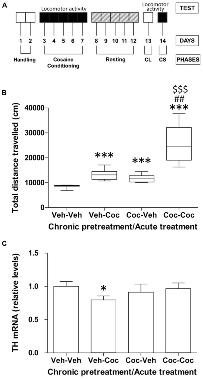 (A) Schematic representation of the different phases of cocaine behavior such as acute cocaine administration (10 mg/kg), cocaine conditioning (20 mg/kg), resting, conditioned locomotion (CL) and cocaine sensitization (CS, 10 mg/kg). (B) Effect of acute cocaine administration (chronic vehicle + acute cocaine), CL (chronic cocaine + acute vehicle) and cocaine sensitization (chronic cocaine + acute cocaine) on distance traveled for 30 min measured in the Open Field. Box-and-whisker diagram represents the statistical distribution of the data (n = 8/group). Newman–Keuls: ***P < 0.001 vs. vehicle–vehicle group, ##P < 0.01 vs. vehicle–cocaine group, $$$P < 0.001 vs. cocaine–vehicle group. (C) Relative mRNA levels of the catecholamine synthesizing enzyme tyrosine hydroxylase (TH) in the mouse cerebellum after chronic pretreatment (vehicle and cocaine) and acute treatment (vehicle and cocaine). Histograms represent the mean ± SEM (n = 8/group). Two-way ANOVA: ns, no significance. Bonferroni: *P < 0.05 vs. vehicle–vehicle group.