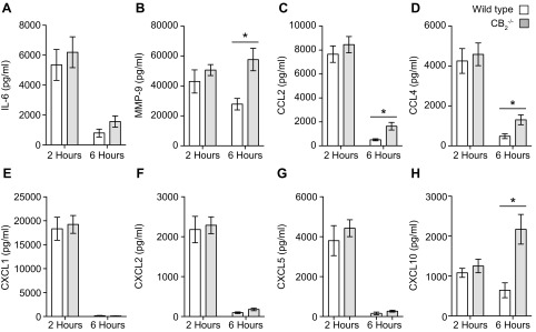 MMP-9 and CC chemokine secretion is higher in the dorsal air pouch exudates of CB2−/− mice. Dorsal air pouches of 8–10-wk-old female WT and CB2−/− mice were injected with 100 μg Zymosan and lavaged 2 and 6 h later for inflammatory mediator level measurement. IL-6 (A), MMP-9 (B), CCL2 (C), CCL4 (D), CXCL1 (E), CXCL2 (F), CXCL5 (G), and CXCL10 (H) levels were determined by ELISA or Luminex assays. Data are means ± sem (n = 6–14 animals/group). Statistical analysis was conducted by 2-way ANOVA with Sidak’s multiple comparisons correction. *P < 0.05.