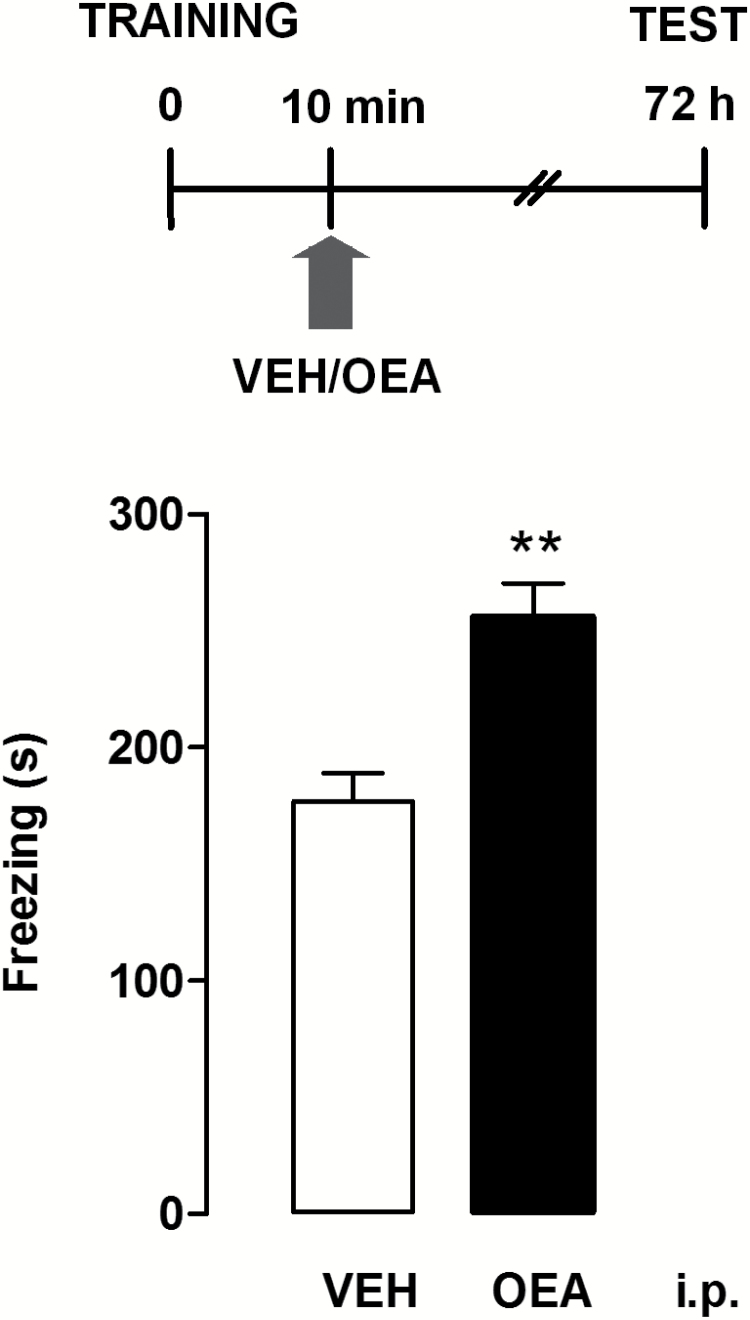Postacquisition injections of oleoylethanolamide (OEA) affect contextual fear memory consolidation. The schematic drawing shows the sequence of procedures and treatment administrations. OEA (10 mg/kg) or vehicle (VEH) were injected i.p. 10 minutes after contextual fear conditioning. All animals were tested for fear retention 72 hours after conditioning. Bars represent mean values ± SEM of 8 to 10 rats/group; **P < .01; unpaired t test.