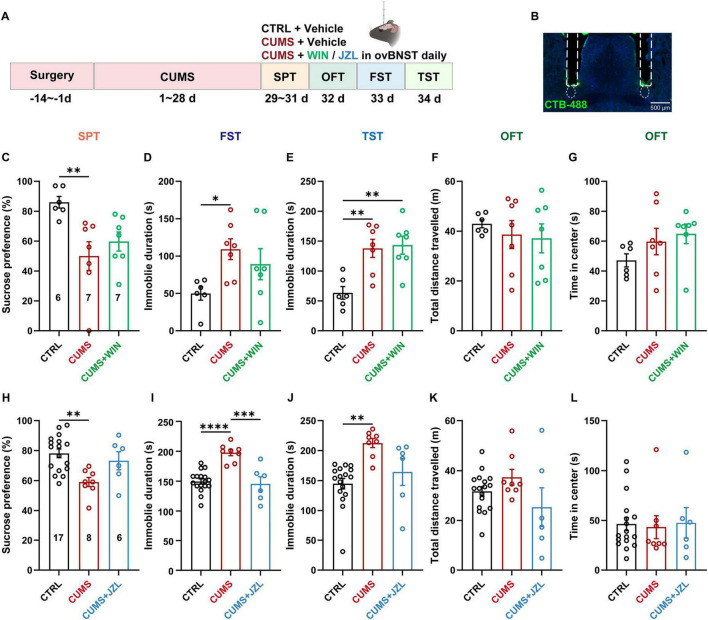 Enhancing ovBNST endocannabinoid signaling with WIN55,212-2 (WIN) did not reverse CUMS-induced anhedonia or immobility in the FST/TST, nor did it affect OFT performance. In contrast, local perfusion of the monoacylglycerol lipase (MAGL) inhibitor JZL-184 reduced FST immobility in CUMS mice without altering sucrose preference or TST immobility, indicating partial antidepressant effects.