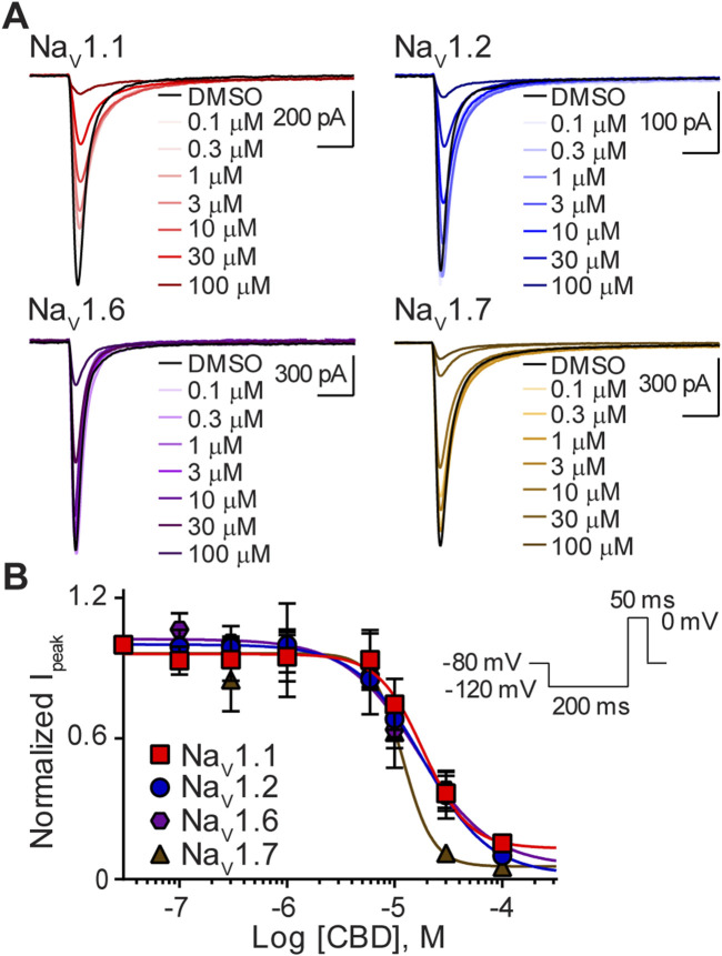 Variable potency of CBD for the NaV1.1, NaV1.2, NaV1.6, and NaV1.7 channels. (A) Representative current traces for NaV1.1, NaV1.2, NaV1.6 or NaV1.7 in the presence of vehicle DMSO (▬) or CBD (0.1–100 μM), as labelled. Horizontal scale bars (2 ms) apply to all traces. (B) Potency as a function of CBD concentration (0.1–100 µM) against NaV1.1 (n = 9), NaV1.2 (n = 6), NaV1.6 (n = 7) or NaV1.7 (n = 7). Data points are mean ± SEM of independent cells. Inset: Schematic of the voltage protocol used to generate these data. *Panel (B) reproduced (Milligan et al., 2022). (http://creativecommons.org/licenses/by/4.0/. Original publisher BMC).