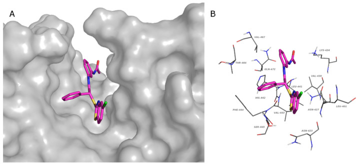 Predicted binding pose of 4l in the catalytic site of the chimera SENP2-loop1 of SENP6 (PDB:3ZO5). (A) Chimera SENP2: gray surface. (B) Residues that interact with 4l: gray lines. (A,B) Compound 4l, magenta stick. (O, red; N, blue; S, yellow; Cl, green).
