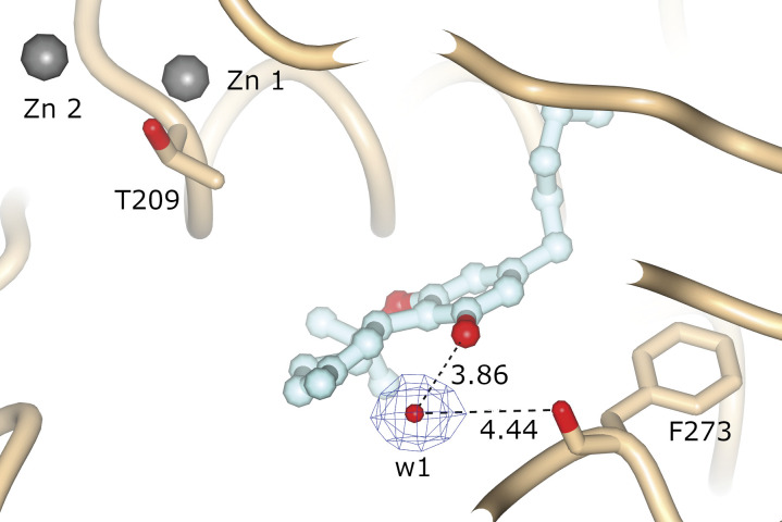 Water molecule present in the ATX-THC binding site.The distances from the water molecule to the oxygen of THC and carbonyl oxygen of F273 are indicated in Å.