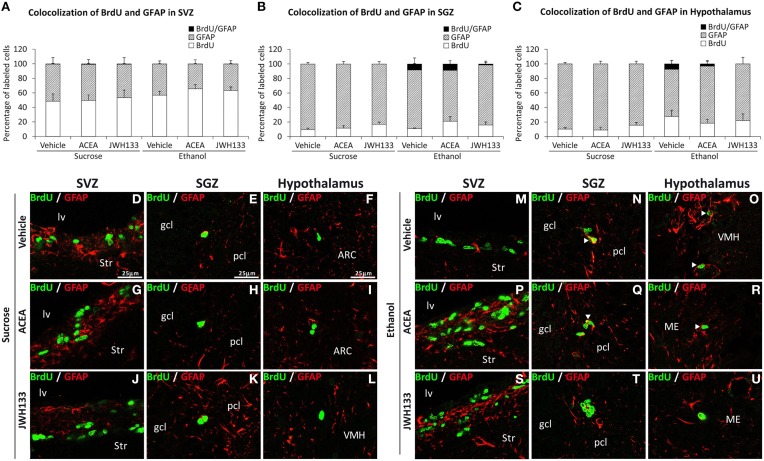 Quantification of the proportion of cells labeled with BrdU that expressed GFAP in the SVZ (A), SGZ (B), and hypothalamus (C) of vehicle, ACEA and JWH133-treated rats fed with sucrose and ethanol diets. Bars represent the percentage of labeled cells in each experimental group. (D–U) BrdU and GFAP co-expression in the rat brain. High-resolution confocal laser scanning photomicrographs showing the labeling of BrdU (green) and GFAP (red) in the SVZ, SGZ, and hypothalamus of vehicle, ACEA and JWH133-treated rats fed with sucrose (left panel) and ethanol (right panel) diets. The arrowheads indicate co-expression. Scale bars are included in the left-upper images.