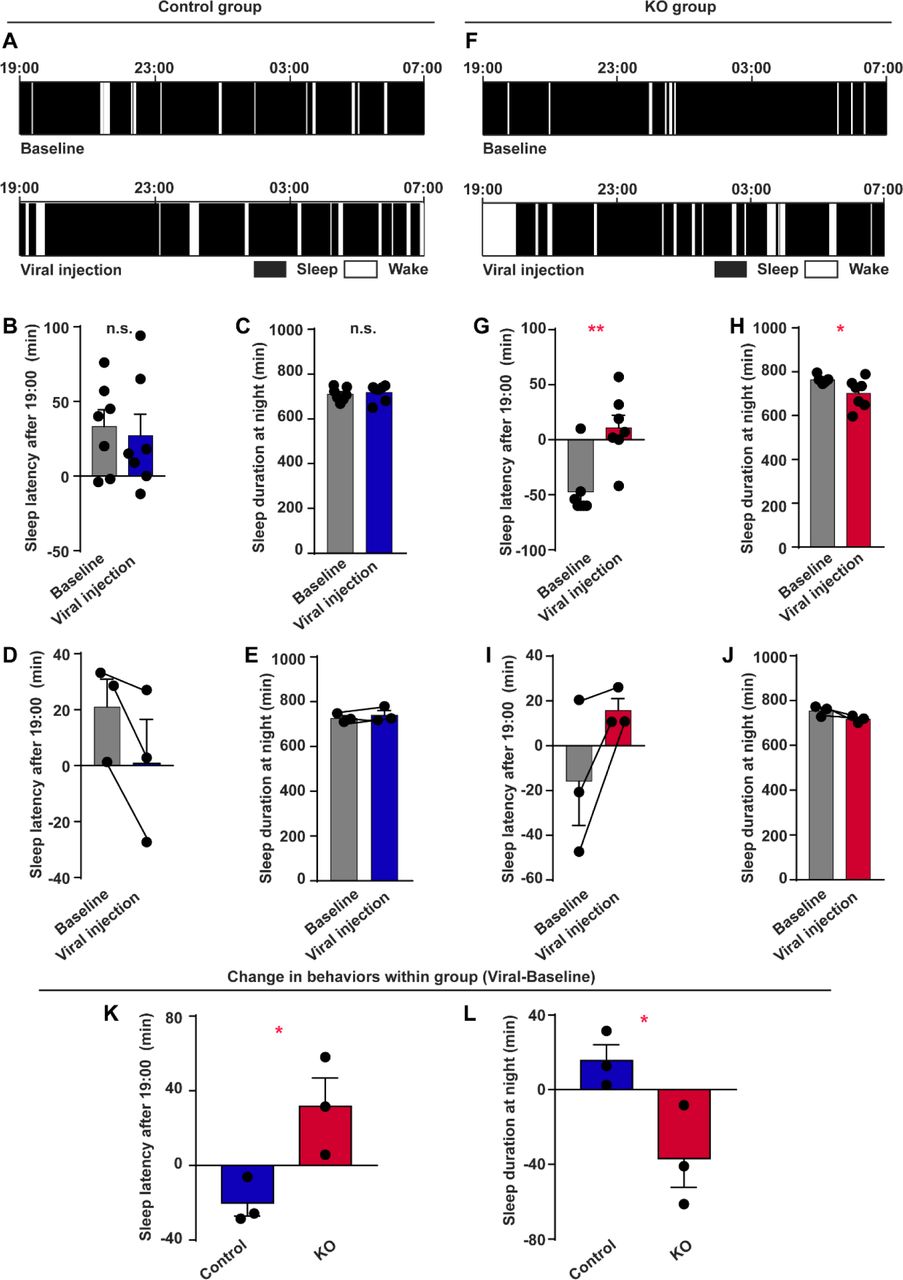 Disrupted night sleep in CB1R knockout marmosets.A, F, Representation of sleep patterns at night (19 PM to 7 AM) before virus injection (top) and after virus injection (bottom) in a control (A) and a KO (F) marmoset. Sleep phase is indicated by black box, awake phase is indicated by white box. B, G, Sleep latency in a control (B) and a KO (G) marmoset. Mann-Whitney U test, U = 21, P = 0.7104 (B); U = 4, P = 0.0064 (G). C, H, Night sleep duration in a control (C) and a KO (H) marmoset. Mann-Whitney U test, U = 22, P = 0.8048 (C); U = 7, P = 0.0239 (H). D, I, Comparison of 7-day average sleep latency before and after virus injection for individuals in control (D) and KO (I) groups. n = 3, two-tailed paired t-test, t(2) = 2.858, P = 0.1037 (D); t(2) = 2.104, P = 0.1700 (I). E, J, Comparison of 7-day average night sleep duration for individuals in control (E) and KO (J) groups. n = 3, two-tailed paired t-test, t(2) = 1.529, P = 0.2659 (E); t(2) = 2.387, P = 0.1396 (J). K, Comparison of changes in sleep latency between control and KO groups. n = 3, two-tailed unpaired t-test, t(4) = 3.116, P = 0.0357. L, Comparison of changes in night sleep duration between control and KO groups. n = 3, two-tailed unpaired t-test, t(4) = 2.832, P = 0.0472. * P < 0.05; data are mean ± SEM.Figure 2-figure supplement 1 and 2 were related. Source data were provided in figure 2-source data 1 to 3.