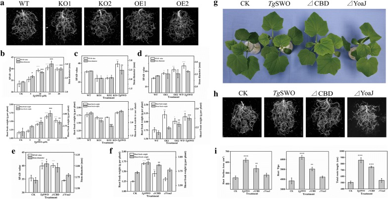 The effects of various FRDP on cucumber growth. a The values of the root physiological parameters of cucumber seedlings after being inoculated with KO (KO1, KO2) and OE (OE1, OE2), with wild-type used as a control. b The SPAD, stem diameter, root fresh weight and shoot fresh weight of cucumber seedlings after being treated by TgSWO at different concentrations. c, d Comparison of the SPAD, stem diameter, root fresh weight and shoot fresh weight values of cucumber seedlings in the different treatments. e, f The effects of the various FRDP on the cucumber growth, and the treatments, which included TgSWO (15 µM), ΔCBD (7 µM), ΔYoaJ (10 µM) and CK (without any proteins). g The growth conditions of the cucumber under the different treatments. h, i The effects of the various FRDP on the cucumber growth, and the parameters of root surface area, root tips, and total root length were determined to evaluate the growth promotion of the cucumber seedlings. All results were representative of three independent experiments, and each bar represents the mean of three biological replicates with SE, and statistically significant difference as evaluated by one-way ANOVA: *P < 0.05; **P < 0.01, ***P < 0.001