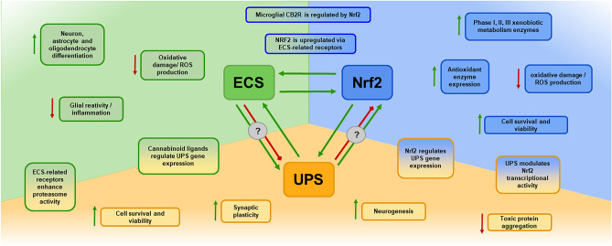 Summary of the reported interactions and effects between ECS, UPS, and Nrf2 systems. Green arrows represent stimulatory effects, while red arrows represent inhibitory effects