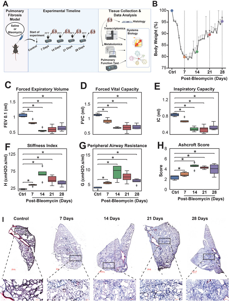 Study design and model validations. A) Experimental design. B) Body weight change of the mouse after a single dose of oropharyngeal bleomycin (1 U kg−1) administration (n = 5 per group). C–G) Pulmonary Function Test (PFT) parameters forced expiratory volume 0.1 s (FEV0.1), forced vital capacity (FVC), and inspiratory capacity (IC), stiffness index and peripheral airway resistance in all measured time points after the administration of bleomycin when compared to control (n = 5 per group; one‐way ANOVA; *: p‐value < 0.05). H) Ashcroft Score in all measured time points after the administration of bleomycin when compared to control. I) Masson's Trichrome staining of the mouse lung in day 0 (control), and 7‐, 14‐, 21‐, and 28‐days after the bleomycin administration.