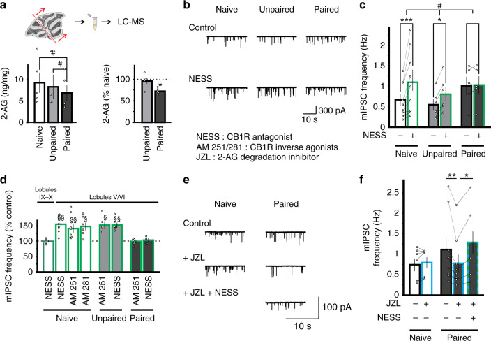 Increased 2-AG degradation after fear conditioning abolishes the tonic endocannabinoid signaling in lobules V/VI.a Top, lobules I to VI/VII of the cerebellar vermis were dissected out and lipids were extracted for LC-MS measurements. Bottom, The 2-AG content from conditioned mice (paired, n = 5 animals, 1 sample/animal) was significantly lower when compared to naïve mice (n = 5 animals) or after the unpaired protocol (n = 4 animals; one-way ANOVA, P = 0.013; tukey post-hoc, paired vs naïve, P = 0.014; paired vs unpaired, P = 0.045). b Representative mIPSC recordings from stellate cells in lobules V/VI of naïve and unpaired controls and conditioned mice before and during application of a CB1R antagonist, 0.5 µM NESS0327. c Group data showing that NESS application elevated mIPSC frequency in naïve and unpaired, but not paired animals (two-way RM ANOVA, P = 0.034, #; followed by Tukey’s post hoc test: *, P = 0.026; ***, P < 0.001). d Effects of a CB1R neutral antagonist NESS0327 (naïve lobules IX/X n = 5 cells, naïve lobules V/VI n = 9 cells, unpaired n = 6 cells, paired n = 5 cells), inverse agonists, 5 µM AM251 (naïve n = 8 cells, unpaired n = 5 cells, paired n = 8 cells) and 5 µM AM281 (n = 6 cells), on mIPSC frequency in cells from lobules V/VI and IX/X were normalized to before drug application. e Representative mIPSC recordings in stellate cells before and during application of the MAGL inhibitor JZL184 in slices from naive and fear conditioned mice. Application of NESS0327 to inhibit CB1Rs restored mIPSC frequency in conditioned animals to control levels. f Group data showing that JZL184 or JZL195 (n = 7 cells) did not change mIPSC frequency in control mice (two-sided paired t-test, P = 0.142). In contrast, JZL184 and JZL195 (n = 9 cells) reduced mIPSC frequency in paired group (two-sided paired t-test, P = 0.008), an effect reversed with addition of the CB1R antagonist NESS0327 (n = 5 cells, two-sided paired t-test, P = 0.039). No difference between the effect of JZL184 and JZL195 application was observed and these data were pooled. Data in a, c, d, and f are presented as mean values ± SEM. Statistical analysis and P and F values can be found in Supplementary Table 4 and original data in the Source Data file.