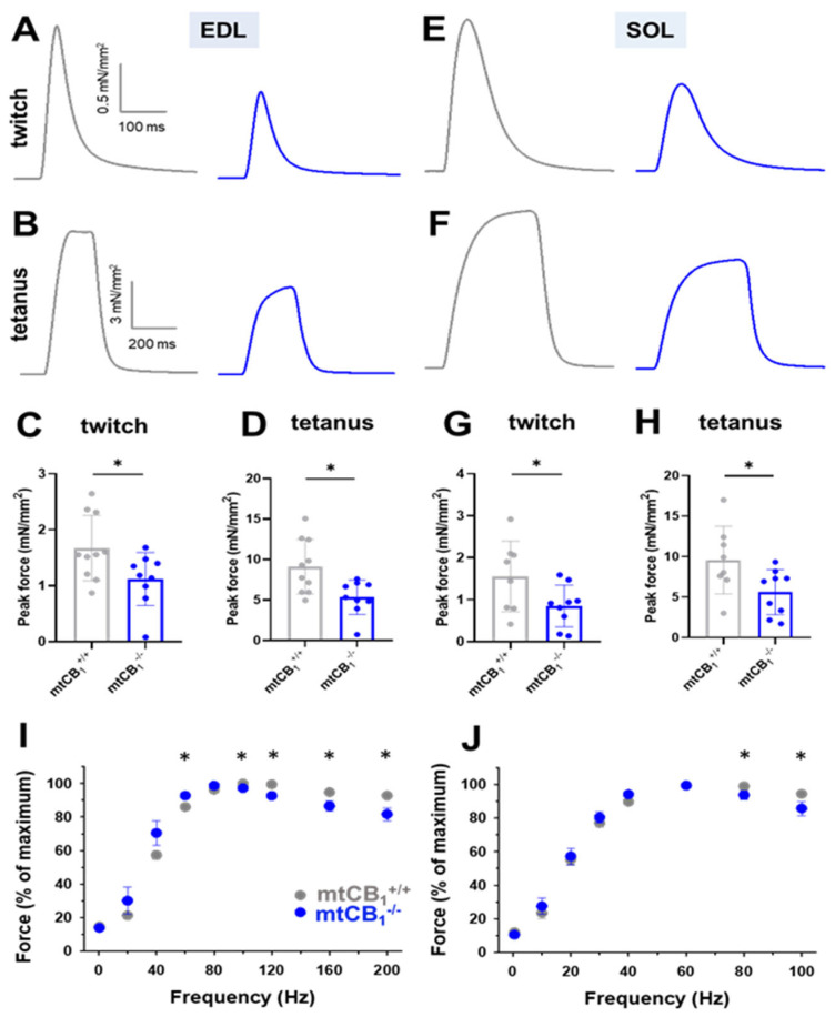 Both fast and slow-twitch muscles of mtCB1−/− mice exert decreased isometric force in vitro. Representative ex vivo twitch (A,E) and tetanic force (B,F) on EDL and SOL muscles from mtCB1+/+ and mtCB1−/− mice at room temperature (24 °C). Average twitch (C,G) and tetanic (D,H) force were normalized to the cross-sectional area of the given muscle. * shows a significant difference compared to the age-matched mtCB1+/+ at p < 0.05. Bar graphs show mean ± SD. Force–frequency relationship in EDL (I) and in SOL (J) muscles from mtCB1+/+ and mtCB1−/− mice. Note that the mtCB1−/− EDL muscles (panel I) fatigued earlier after reaching the maximum force output. N = 5 animals/ genotype. * p < 0.05.