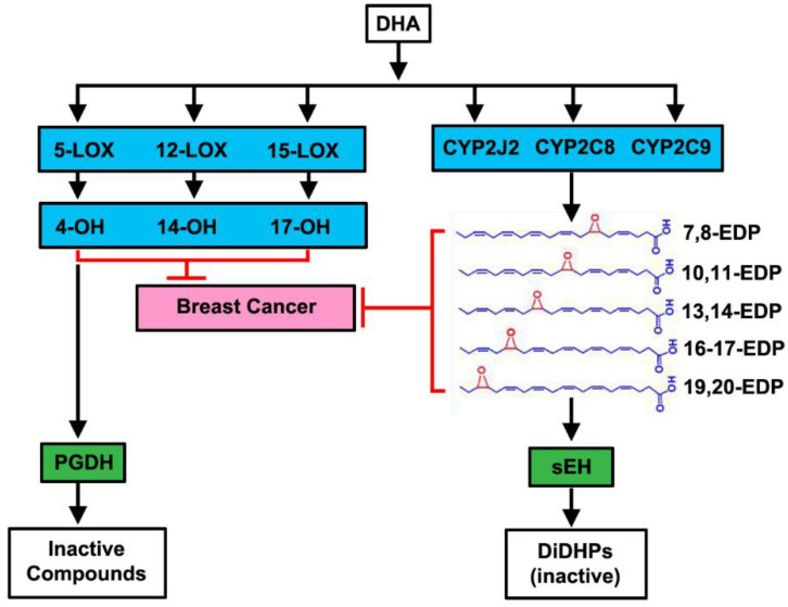 Schematic of the metabolism of DHA.