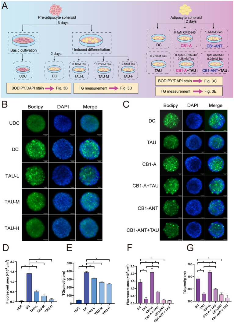 Panel A presents a flowchart of pre-adipocyte spheroid differentiation, experimental group assignments, and staining or triglyceride measurement endpoints. Panels B and C display representative fluorescent microscopy images showing Bodipy (lipid, green), DAPI (nucleus, blue), and merged channels for each condition. Panels D and F are bar graphs quantifying Bodipy fluorescent area, while panels E and G are bar graphs quantifying triglyceride content, each with statistical significance indicated by asterisks.