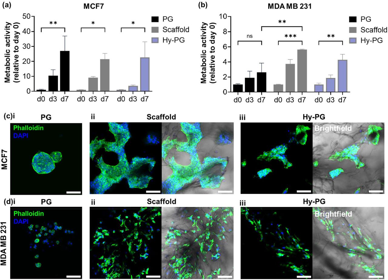 Hybrid scaffolds support breast cancer cell line culture.Presto Blue measurements of metabolic activity for (a) MCF7 and (b) MDA MB 231 encapsulated within peptide gels (PG), scaffold alone, or hybrid scaffolds containing peptide gel (Hy-PG). All conditions support a significant increase in metabolic activity over the culture period, other than MDA MB 231 in PG alone, with significantly lower metabolic activity than in scaffold culture. Fluorescent staining of (c) MCF7 and (d) MDA MB 231 morphology after 7 days of culture reveals that in (i) peptide gel alone, MCF7 grow into discrete clusters while MDA MB 231 remain as single cells with limited cell-matrix interaction. In (ii) scaffold alone or (iii) hybrid scaffolds both cell types show directional growth along the ice-templated collagen pore walls, maintaining cell type specific morphology with MCF7 growing collectively and MDA MB 231 as single cells. Plots show mean and standard error of n=3 independent biological replicates; * indicates p<0.05, ** p<0.01, *** p<0.001. Scale bar 100 µm.