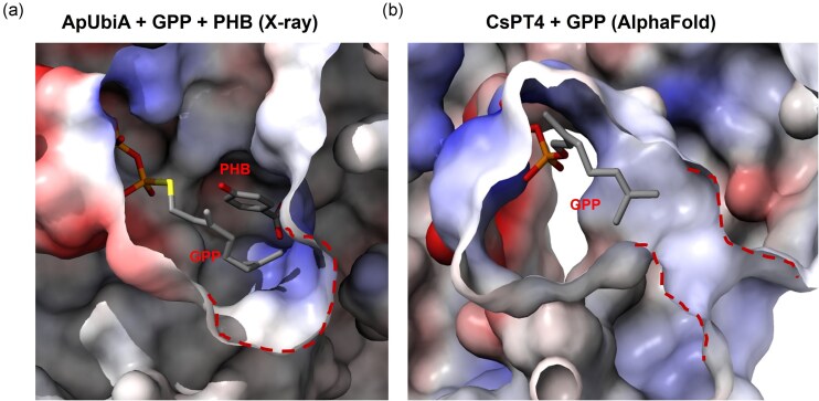 Electrostatic representation of the binding pockets of (a) ApUbiA (PDB: 4OD5) and (b) CsPT4. The CsPT4 structure was predicted by Alphafold 3, and docking was performed by replica-exchange Monte Carlo simulation. (Zhang et al., 2020)