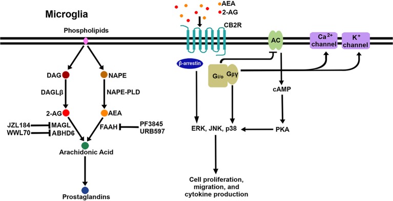 Schematic signaling pathways and biosynthesis/degradation of endocannabinoids in microglia. When eCB bind to CB2R on the microglial cell surface, the receptor initiates signaling through the canonical G-protein-dependent pathway and the non-canonical G-protein-independent pathway. Adenylyl cyclase (AC) is inhibited by the activation of Gi/o proteins; as a result, cAMP is reduced, followed by modulation of PKA signaling. Gβγ proteins activate certain calcium and potassium ion channels. Additionally, β-arrestin is recruited to CB2R to act as a receptor signal transducer or terminator. Three arms of the CB2R signaling pathway activate multiple downstream pathways, including several MAPKs (ERK, JNK, and p38 MAPK). AEA and 2-AG are mainly biosynthesized from NAPE by NAPE-PLD and from DAG by DAGLβ, respectively. AEA is degraded to arachidonic acid by FAAH, which is inhibited by PF3845 and URB597. 2-AG is degraded to arachidonic acid by MAGL and ABHD6, which are inhibited by JZL184 and WWL70, respectively. Arachidonic acid is a key precursor for prostaglandins.