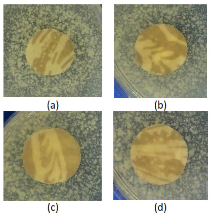 Photograph of the antibacterial assessment (no inhibition zone) of (a) treated Batik fabric at pH 6, (b) treated Batik fabric at pH 7, (c) treated Batik fabric at pH 8, (d) treated Batik fabric at pH 9.