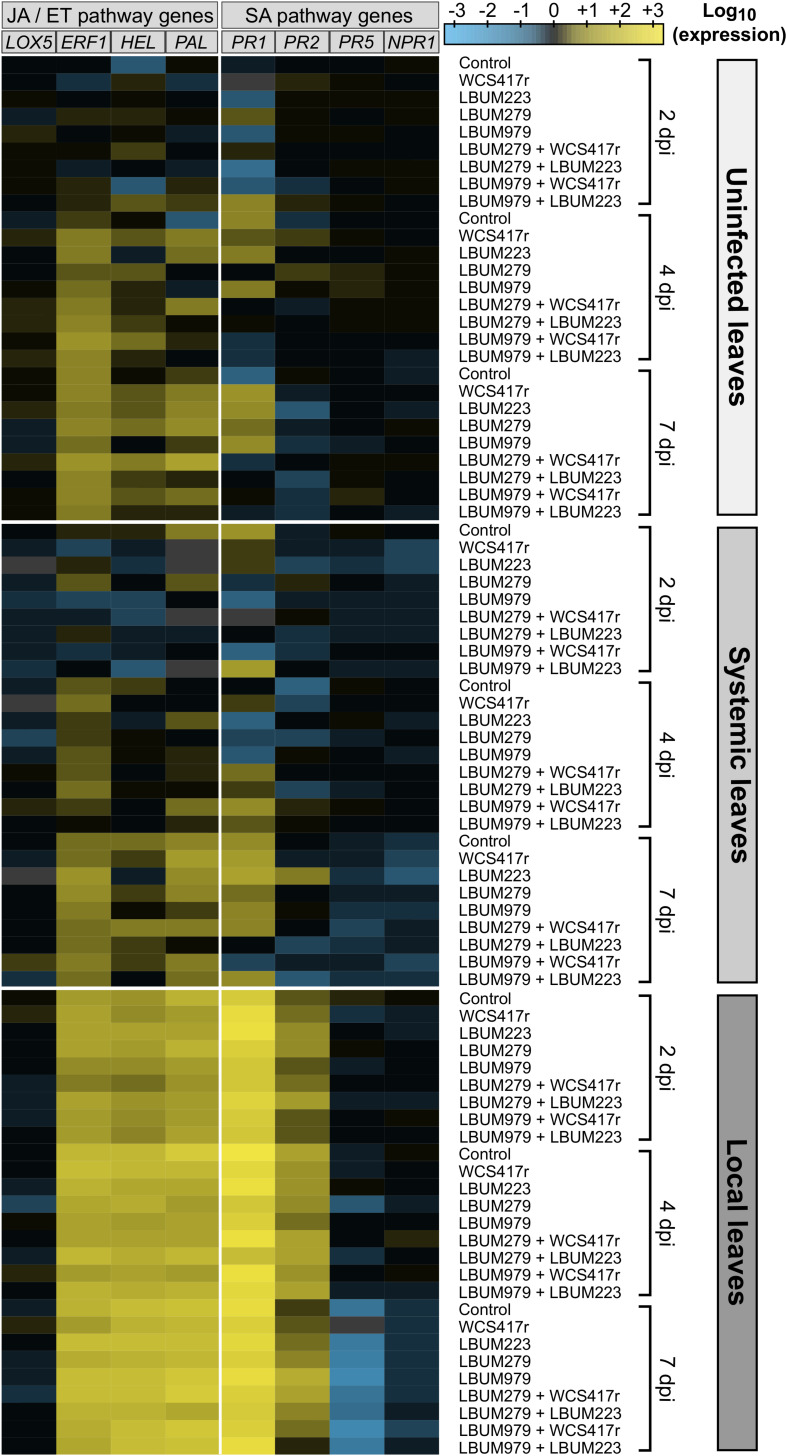 Heatmap showing the expression pattern of putative JA/ET- and SA-mediated genes in cannabis plants primed by Pseudomonas and/or Bacillus strains and infected by B. cinerea. Cannabis seedlings were primed with one of four single-bacteria root treatments, or one of four consortium root treatments, or mock-primed with water (control). After one week, plants were infected with B. cinerea (diseased plants) or left untreated (uninfected plants). After 2, 4, and 7 days (2, 4, and 7 dpi), leaf tissues were sampled from uninfected plants (uninfected leaves) and from diseased plants (systemic leaves remote from infection site and local infected leaves). Total RNA was extracted and the expression level of eight putative defense genes was analyzed by RT-qPCR accounting for primer amplification efficiency. Data were normalized with the reference genes TIP41 and APT1. Fold changes of expression were scaled per gene relatively to the average expression in uninfected leaves at 2 dpi (set as black on color scale). The heatmap represents the log10-transformed mean expression from 4 independent biological replicates and 3 technical replicates; blue indicates lower gene expression than the average expression in uninfected leaves at 2 dpi (downregulation) while yellow indicates higher gene expression (upregulation). Missing values are grayed out.