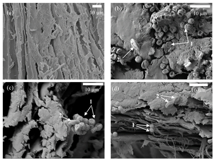 Microstructure of BcB with G composition as determined by SEM: (a) before incubation (magnification ×1000); (b) 6 months after incubation—1 mm depth of BcB (1—A. fumigatus, 2—Rh. oryzae) (magnification ×3000); (c) 6 months after incubation—2–2.5 mm depth of the BcB (1—A. fumigatus, 2—Rh. oryzae) (magnification ×3000); (d) 6 months after incubation—the middle of the BcB (1—A. fumigatus, 2—Rh. oryzae) (magnification ×2000).