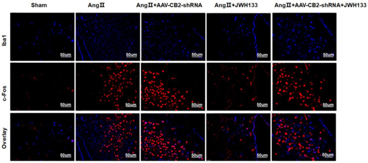 Immunofluorescent staining revealed the expression of the c-Fos protein, which is indicative of neuronal excitation. Notably, no colocalization was observed between c-Fos (stained in red) and microglia (stained in blue). Scale bar = 50 μm.