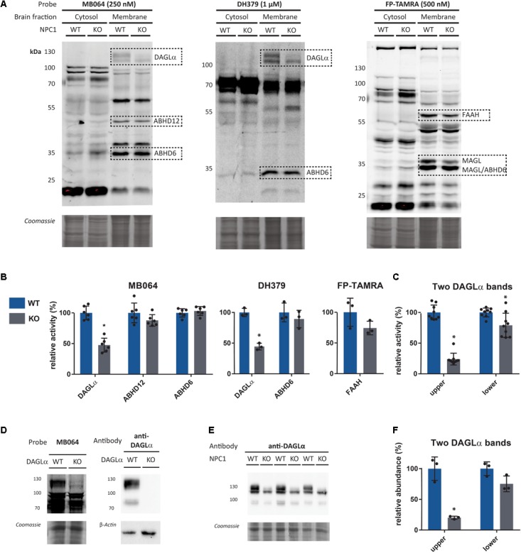 Gel-based Npc1+/+ (WT) vs. Npc1-/- (KO) comparison. (A) Enzyme activity in the brain fractions as measured by the probes MB064, DH379, and FP-TAMRA. (B) Quantification of relative enzyme activity in WT and KO for probe targets (average WT is set to 100%). n = 3 (mice), n = 2 (MB064), or n = 1 (DH379 and FP-TAMRA). (C) Quantification of probe labeling of the two observed bands for DAGLα as measured by MB064 and DH379 [gels: (A)]. Three mice per condition (N = 3) and three probe labeling experiments per lysate (n = 3). (D) DAGLα activity and abundance in DAGLα WT and KO mouse brain membrane proteome as measured by the probe MB064 and an anti-DAGLα antibody. (E) DAGLα abundance in NPC1 WT and KO mouse brain membrane proteome. (F) Quantification of antibody labeling of the two observed bands for DAGLα as measured by anti-DAGLα [blot: (E)]. Mean ± standard deviation is shown. ∗p < 0.05 (Student’s t-test).