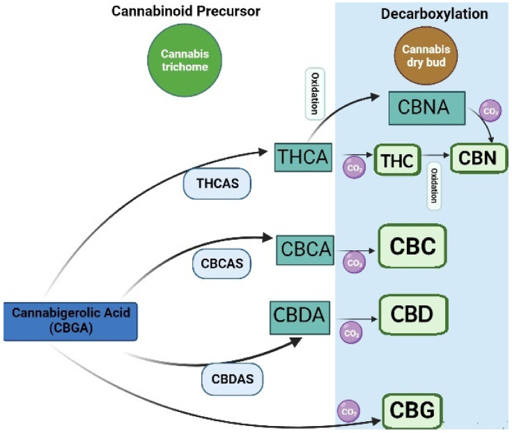 Biosynthesis of cannabinoids: cannabigerolic acid; CBGA, tetrahydrocannabinolic acid synthase; THCAS, cannabidiolic acid synthase; CBDAS, cannabichromene acid synthase; CBCAS, tetrahydrocannabinolic acid, THCA; cannabidiolic acid; CBDA, cannabichromenic acid; CBCA, cannabinolic acid; CBNA, cannabichromene; CBC, cannabidiol; CBD, cannabigerol; CBG, cannabinol; CBN, tetrahydrocannabinol; THC.