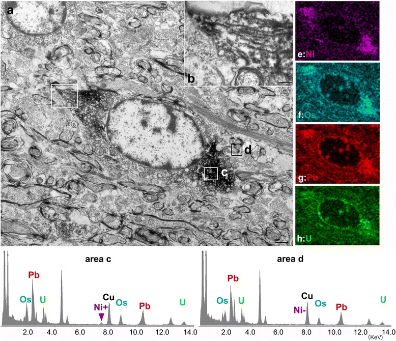 Immunoelectron microscopy of tau-positive oligodendroglia-like cells. Oligodendroglia-like cells a labeled with AT8/diaminobenzidine (DAB, Scale bar, 1 μm). Nickel (Ni) ammonium sulfate was used to enhance the DAB signals. A higher magnification image of the white box in the upper left of a is shown in b and shows AT8 labelled 20–25 nm diameter straight filaments (scale bar:0.2 μm). The specificity of this labeling was confirmed by energy-dispersive X-ray (EDX) analysis. A nickel peak (Ni+) was detected in areas with DAB precipitates (area c) but not in background areas (Ni-, area d). EDX mapping of this Ni peak identified areas labeled specifically by DAB (e, Ni, purple). In contrast, EDX mapping for osmium (f, Os, cyan), lead (g, Pb, red) and uranium (h, U, green), identified background electron-dense areas. For a high resolution image of Fig. 6 please see Additional file 1