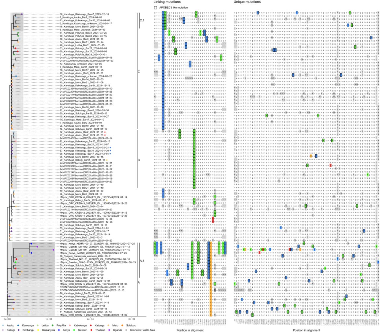 Zoom-in of phylogenetic tree specific for the currently shared and newly sequenced clade Ib sequences. Left panel shows the phylogenetic tree with colored tips indicating health area of originating patient. Colored asterisks indicate sequences from different samples of the same patient. Proposed clusters are shown by shading and annotated by markings on the right side of the tree. Middle panel shows linking mutations, present in two or more cases. Right panel shows unique mutations. Differences from the majority rule consensus are highlighted in color. Mutations with characteristic APOBEC3 signature are marked with a black box. Positions that were masked by manual curation or due to too little coverage are indicated with “N”. Ambiguous nucleotides are marked in dark gray.