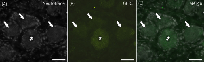 Photomicrographs of cryosections of a horse cervical (C8) dorsal root ganglion showing GPR3‐immunoreactivity (IR). The three arrows indicate the sensory neurons expressing weak GPR3‐IR. The star indicates the nucleus of a large sensory neuron expressing moderate GPR3‐IR. Scale bar = 50 µm